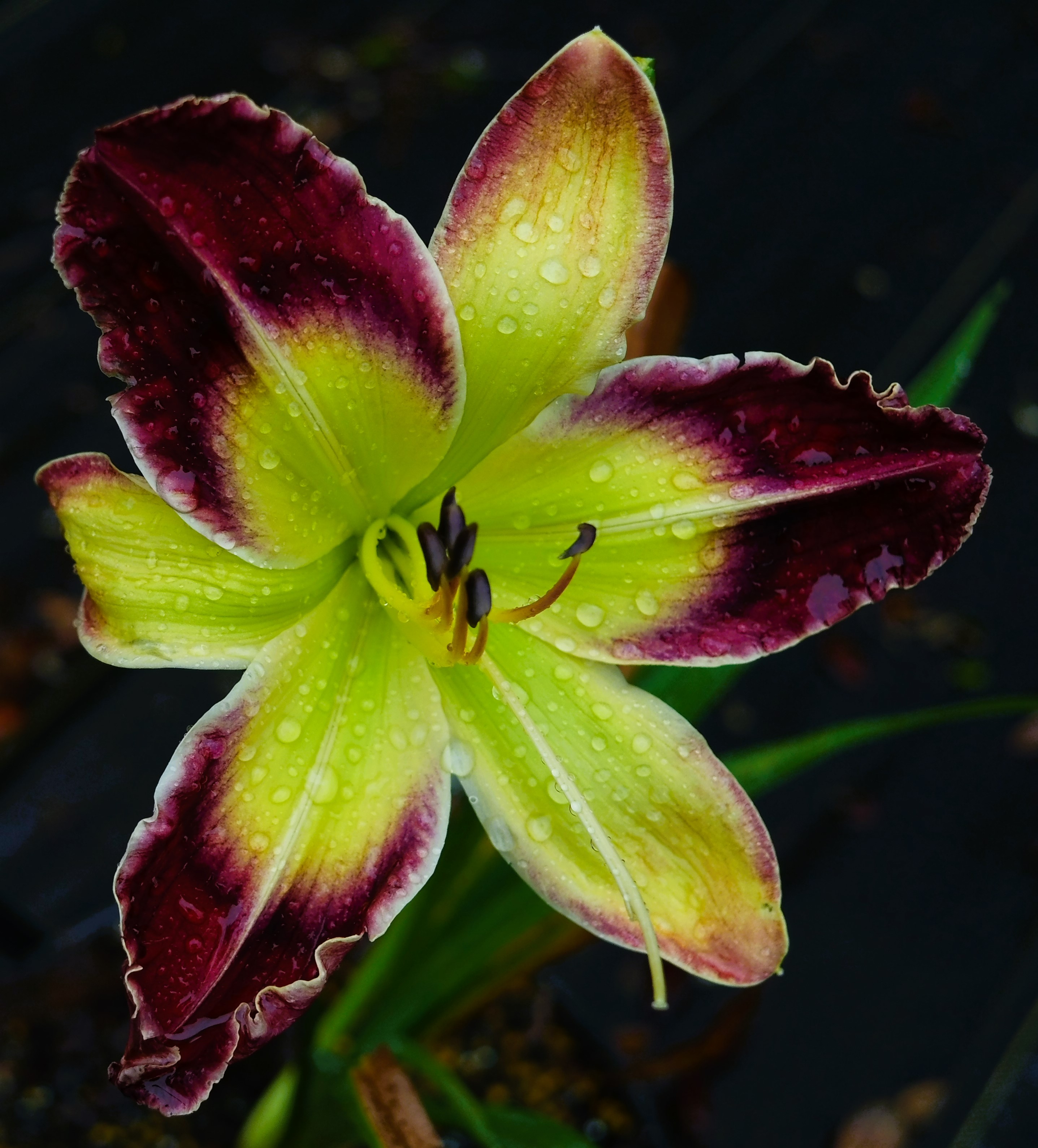 NOID FM SEEDLING